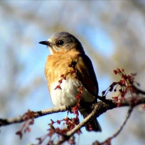 Birdwatching is plentiful in the winter along the Chesapeake Bay areas