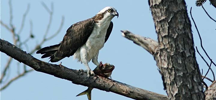 explore birding, osprey with fish in talons