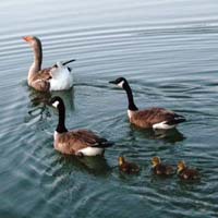 Family of ducks swimming