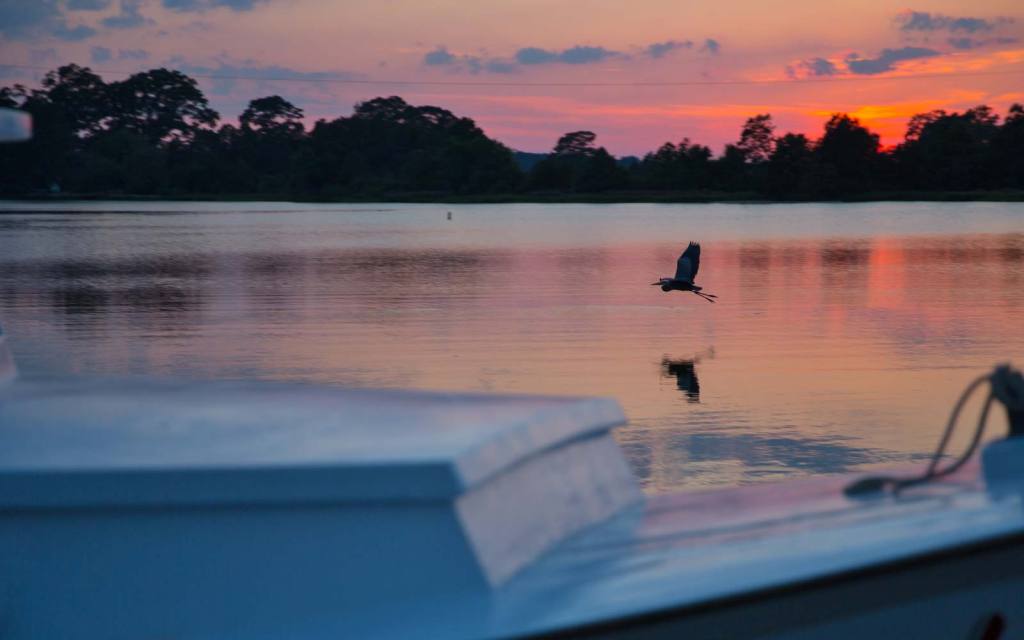 Great Blue Heron in flight with a sunset as a backdrop is sure to impress any birdwatcher.