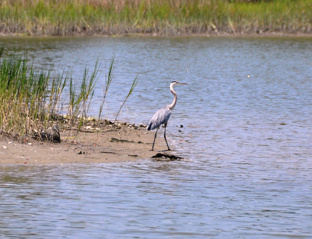 Great Blue Heron on edge of Tabbs Creek