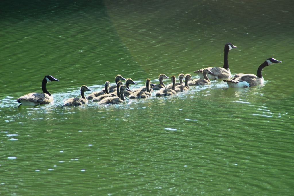 Gaggle of Canadian Geese with young