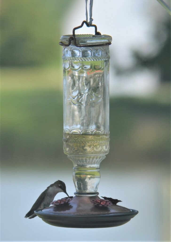 hummingbirds are a delight to watch at the Inn