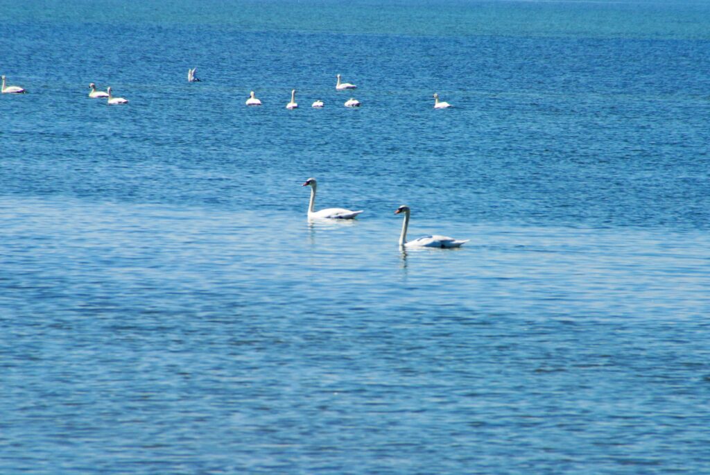 Swans at Bethel Beach in Mathews County, a Chesapeake Bay tributary