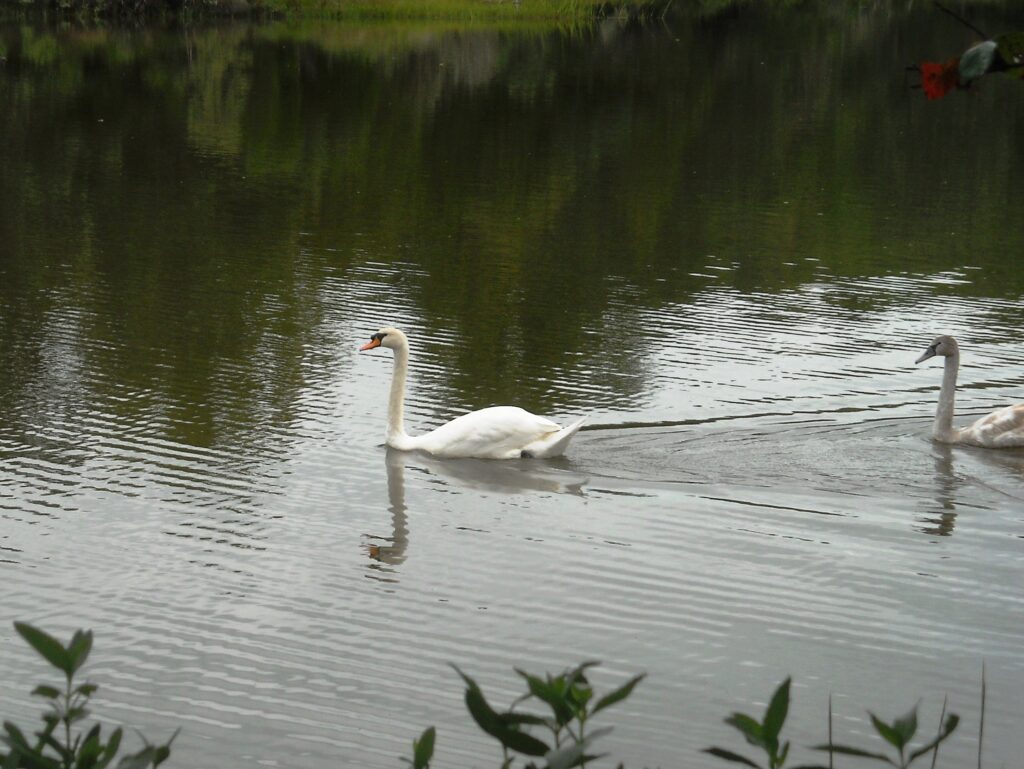 Swans on Tabbs Creek, a birdwatchers delight