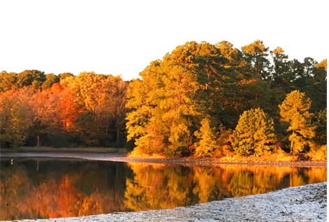 Fall Foliage on our Creek