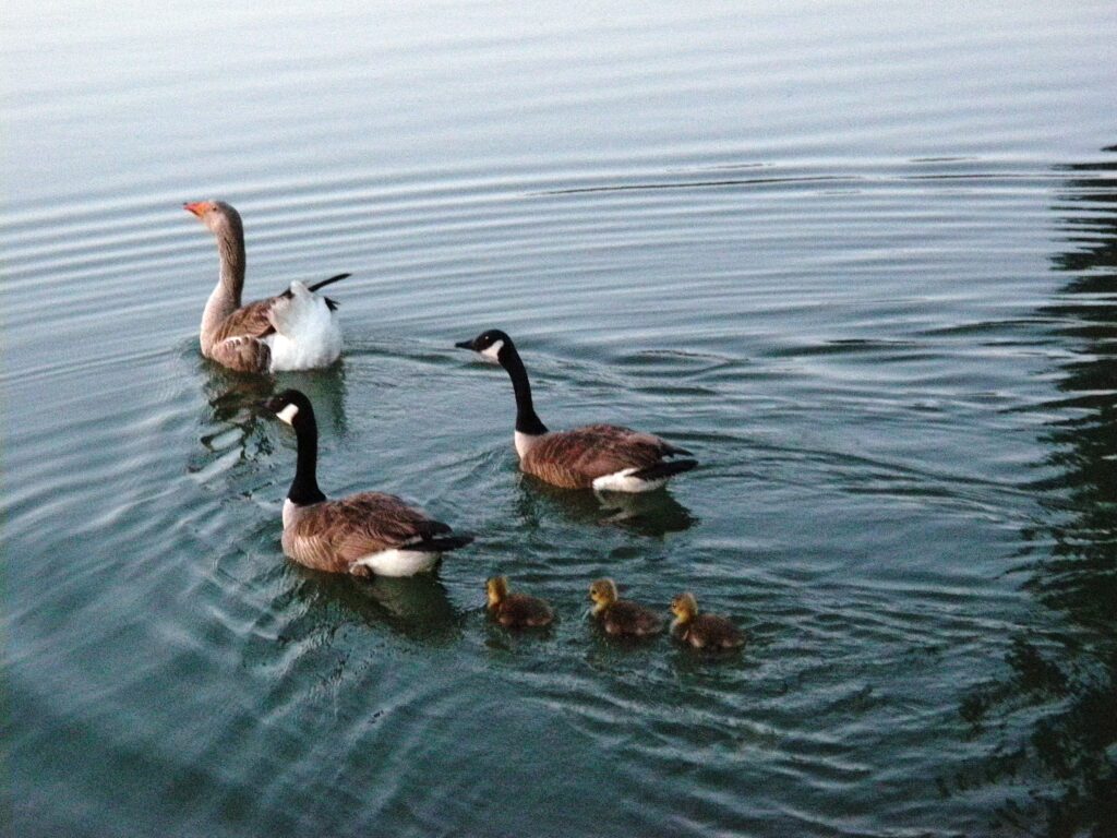 Canadian Geese and gosling visit tabbs Creek