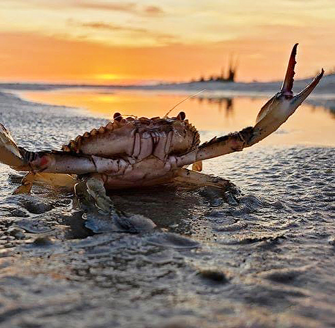 blue crab with sunset in background.