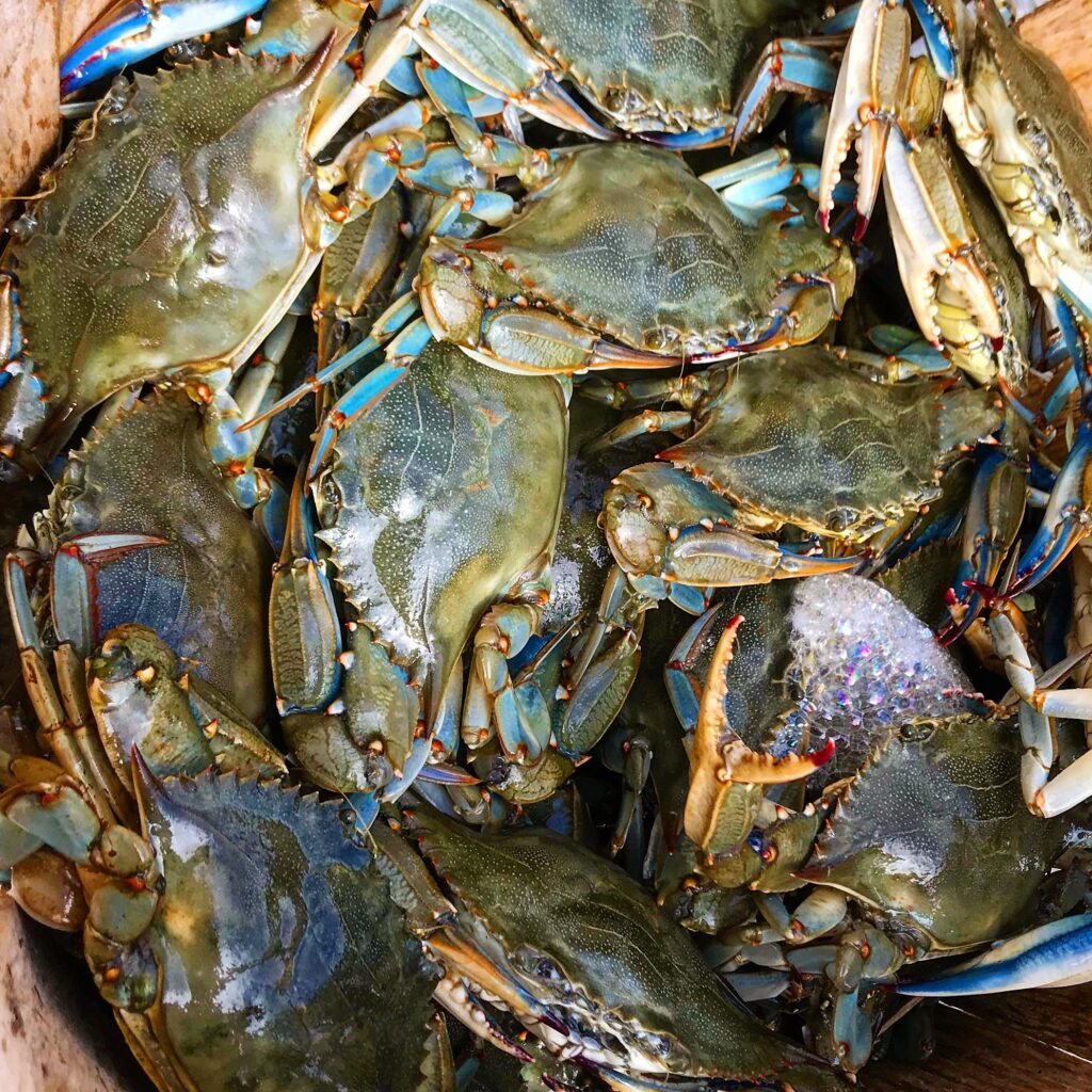Local Blue Crabs