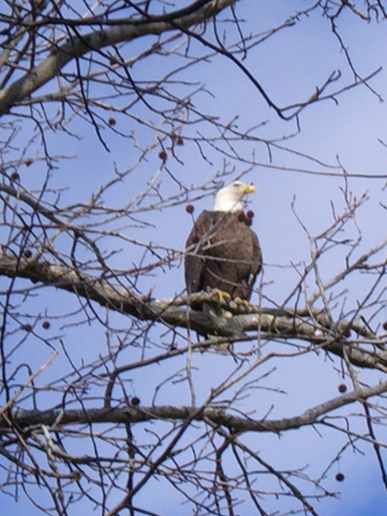 American Bald Eagle perched in tree on property.