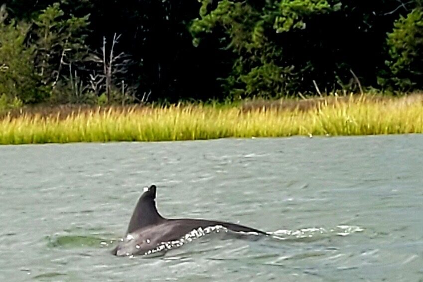Dolphin in our creek
