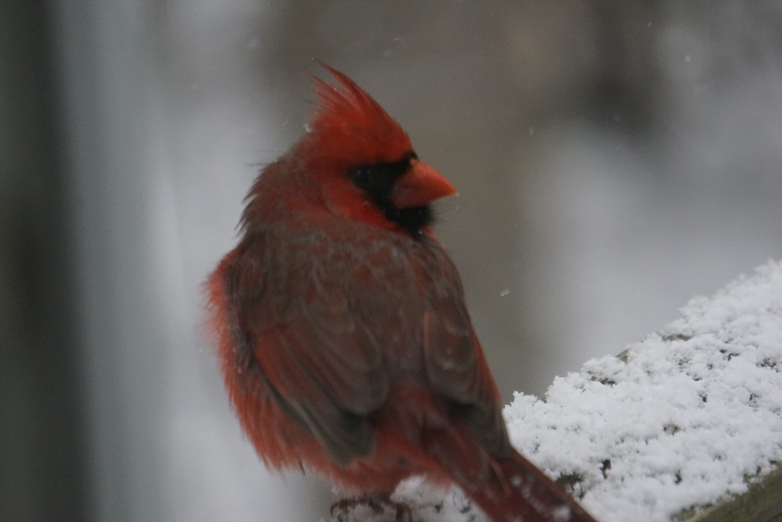 Winter Birding at the Inn