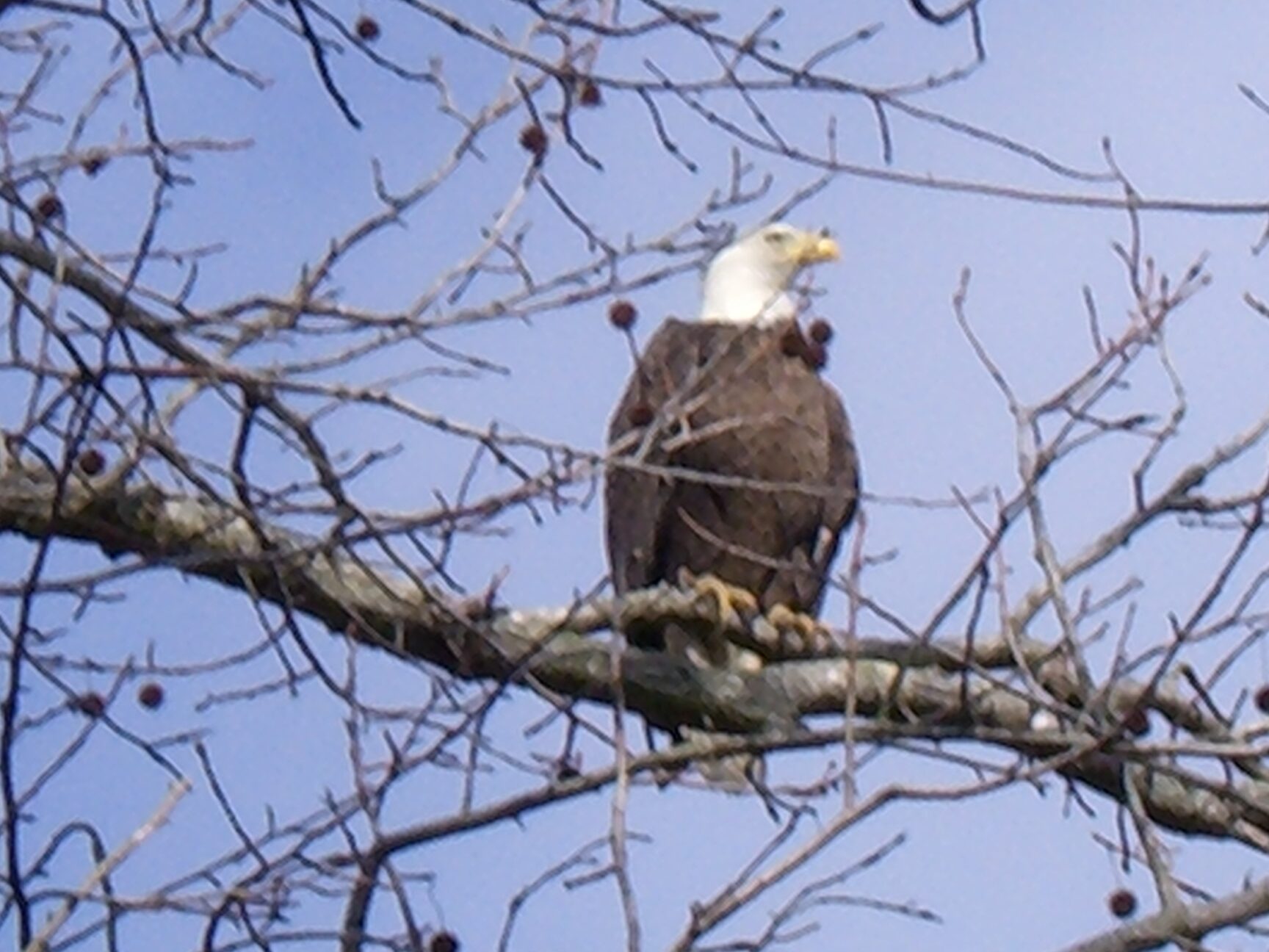 Bald Eagle on the property grounds