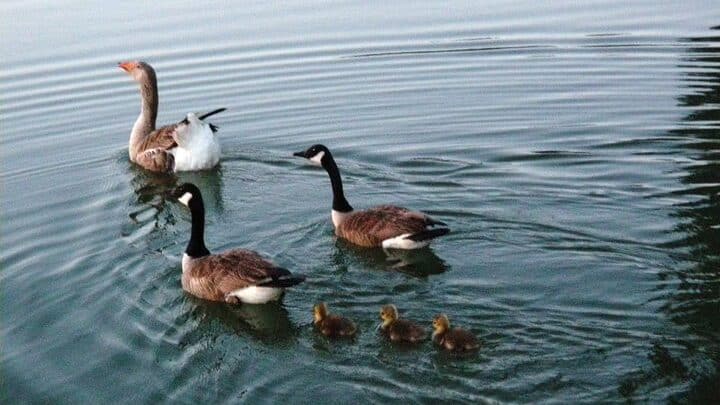 Geese and goslings 