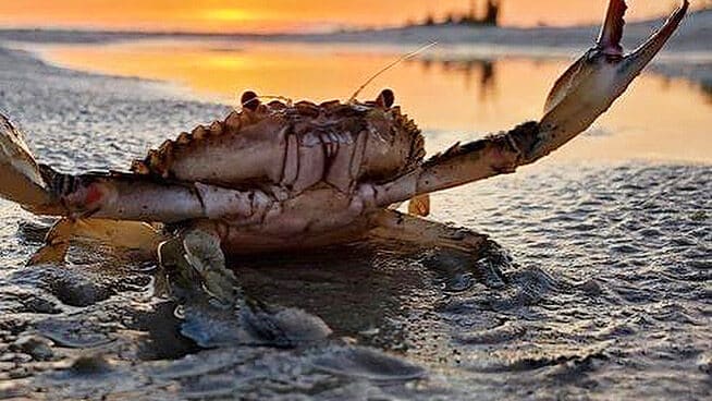 blue crab with sunset in background.