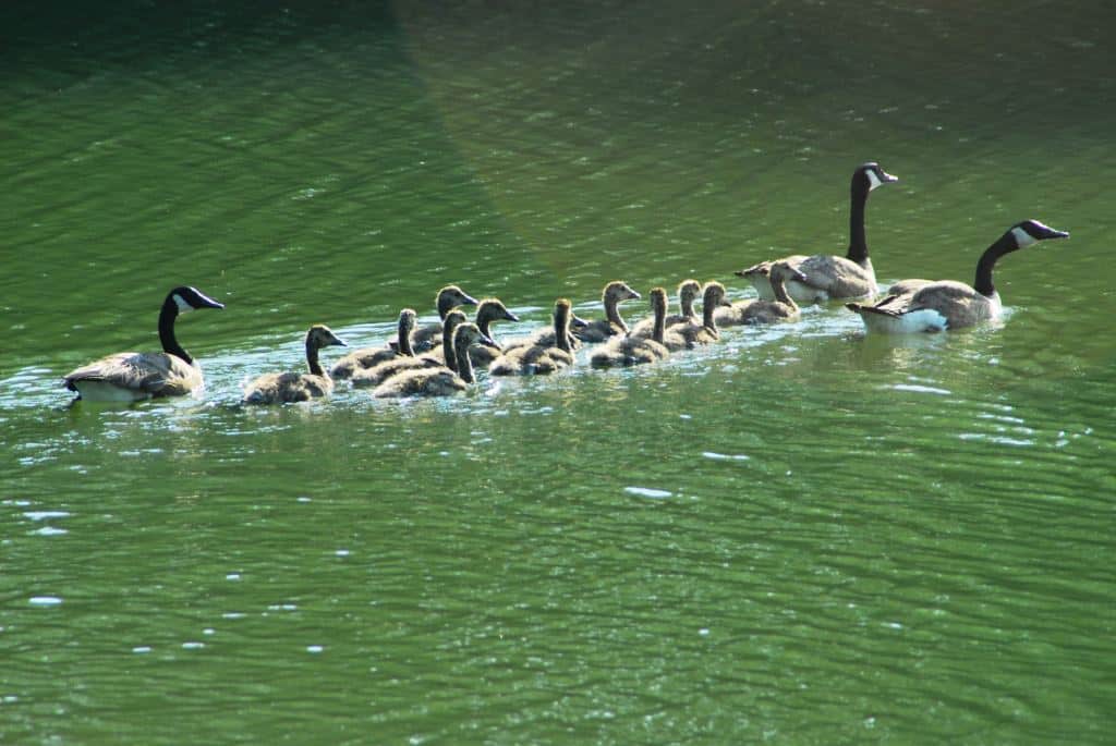 Gaggle of Canadian Geese with young