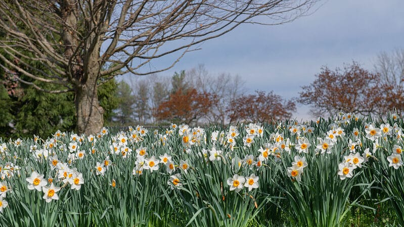 Daffodils