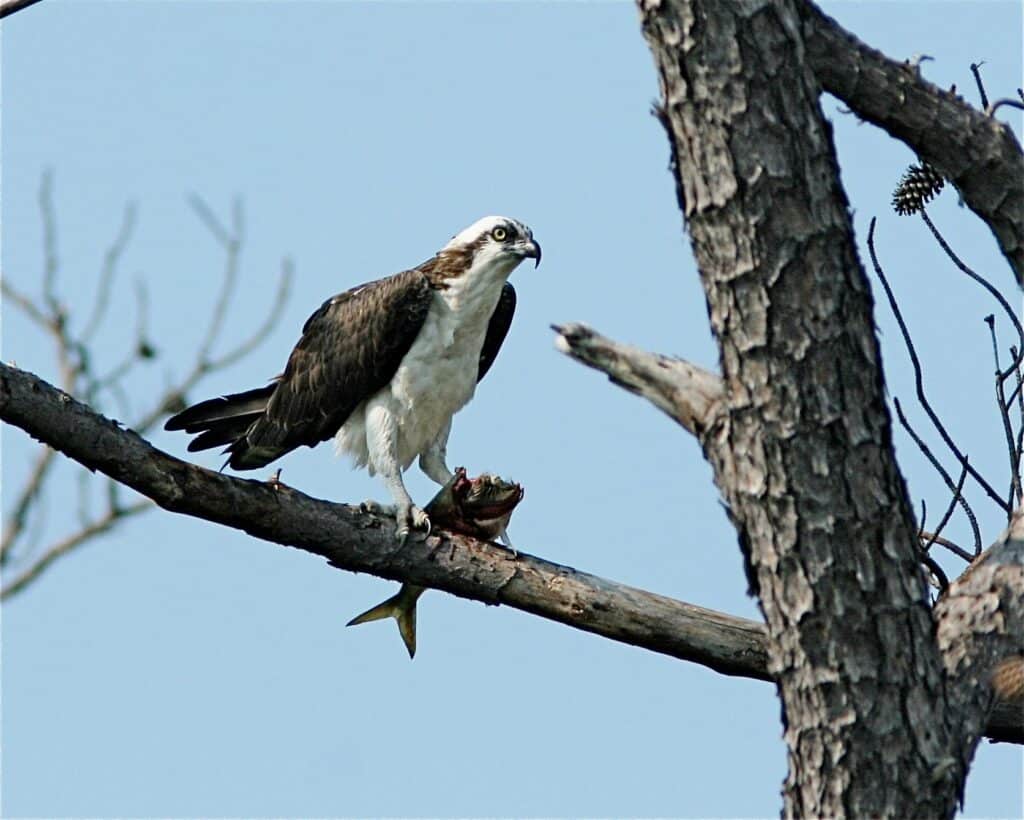 Bird of prey with its catch