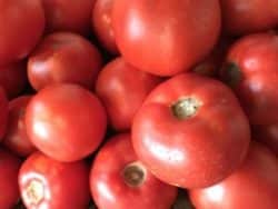 Fresh Tomatos from Inn at Tabbs Creek Hay Bale garden