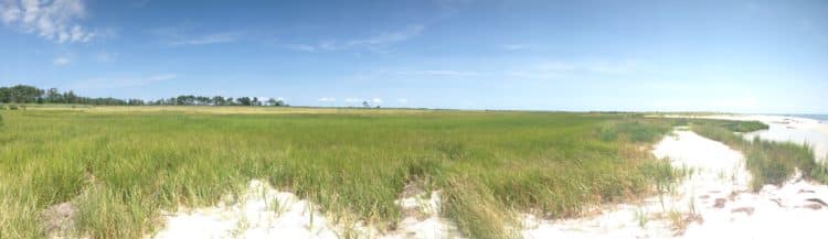 Marshland and grasses on New Point Comfort Beach