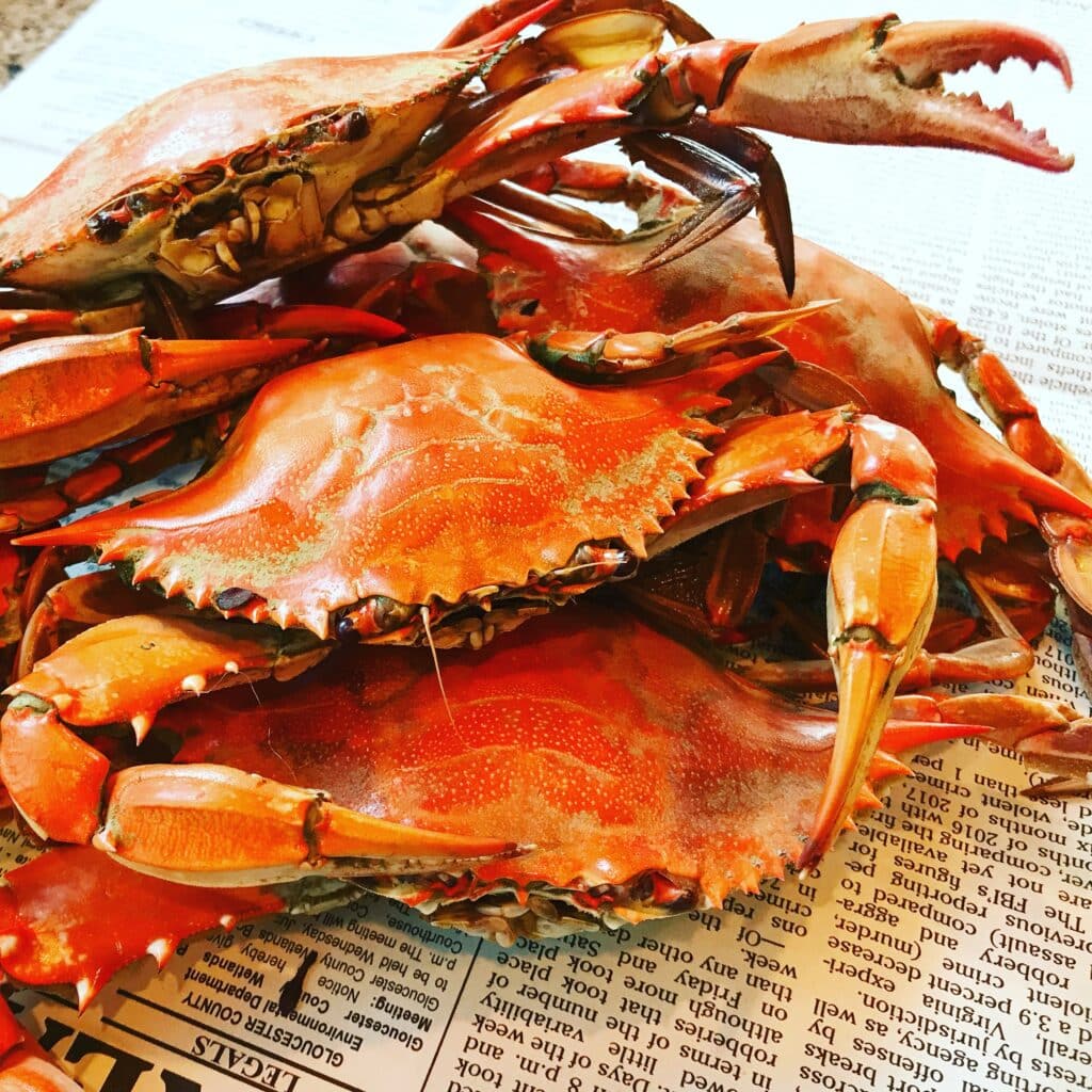 fresh steamed crabs