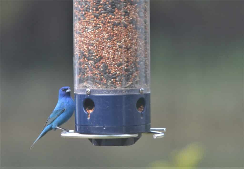 Indigo Bunting at the Inn at tabs creek feeder