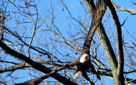 Bald Eagle