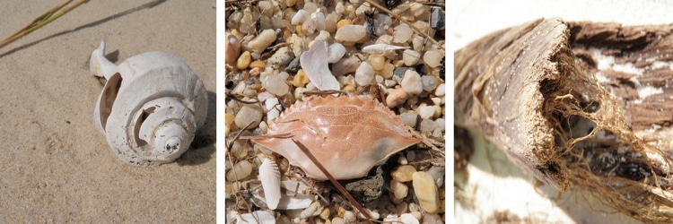 Shells, Crabs, and driftwood of Rigby Beach