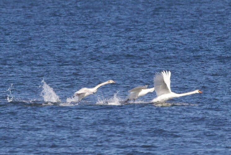 Three white swans in flight taking off from a large body of water