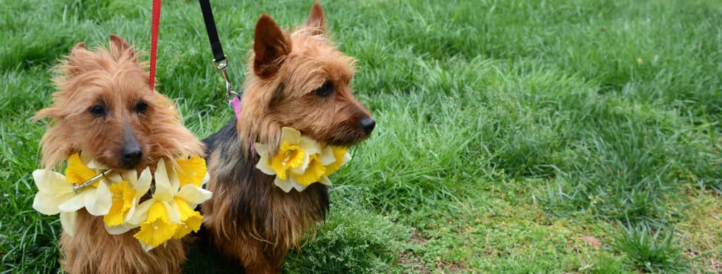 Dog parade a the Gloucester Daffodil Festival