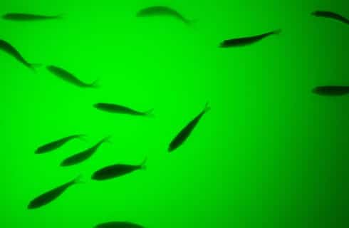 Underwater picture of small fish swimming in water with lime green light in the background