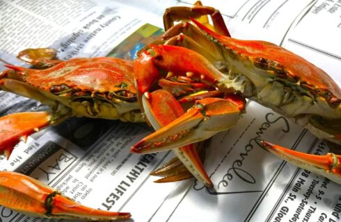 Close up view of two cooked crabs