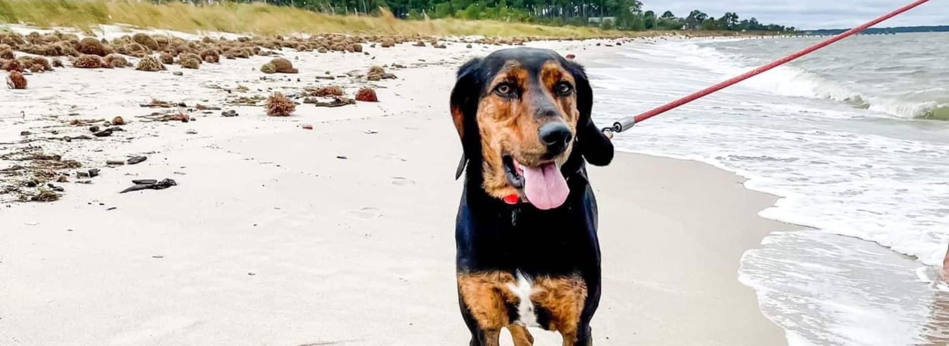 Black and brown dog on leash standing on a beach near the water