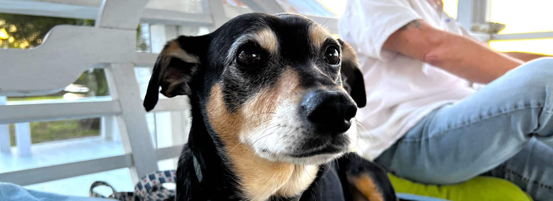 A black and brown dog sitting on a white chair next to a person in jeans and a white t-shirt