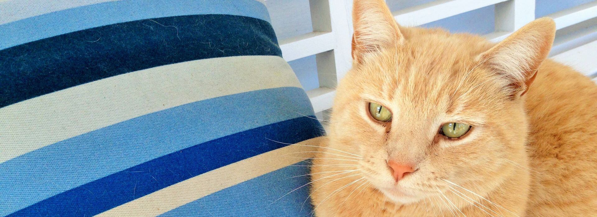 Close up view of light orange cat next to blue striped pillow